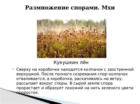Формы размножения