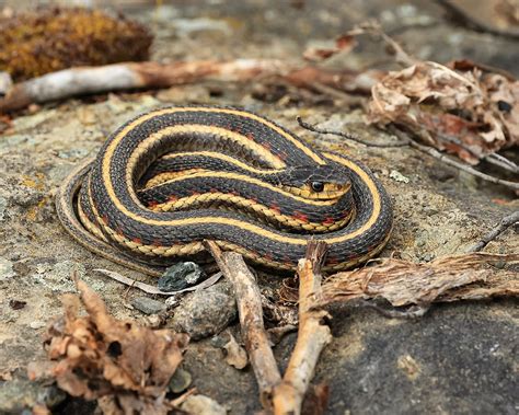 A Comprehensive Guide To Snake Control In Virginia Richmond Virginia