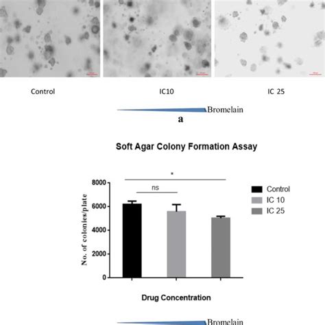 A Clonogenic Assay Performed In Plates With HepG2 Cell Lines At The