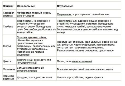Однодольные и двудольные растения: отличия и что общего, сравнение понятий