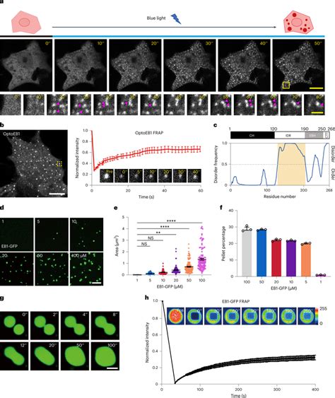 EB1 Undergoes Phase Separation In Live Cells And In Vitro A Blue Light