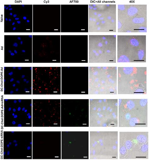 Cellular Uptake Profile Of Dual Activity Vectors Cy Labelled Ad