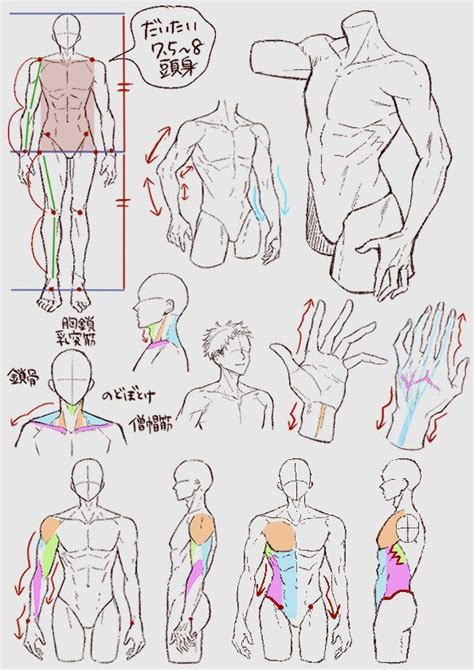 Source Nnnillust On Twitter Figure Drawing Reference Human Anatomy