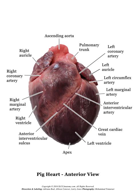 Pig Heart Dissection Photos - SLCC Anatomy