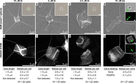 Structural Evidence For Extracellular Silica Formation By Diatoms