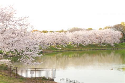 鶴見緑地の桜2024の開花状況と見頃！おすすめスポットとマップも！ セロリのひとりごと