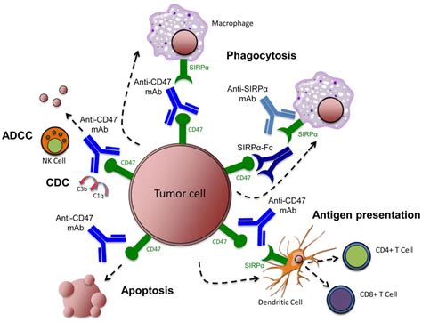 The Cd Sirp Pathway In Cancer Immune Evasion And Potential