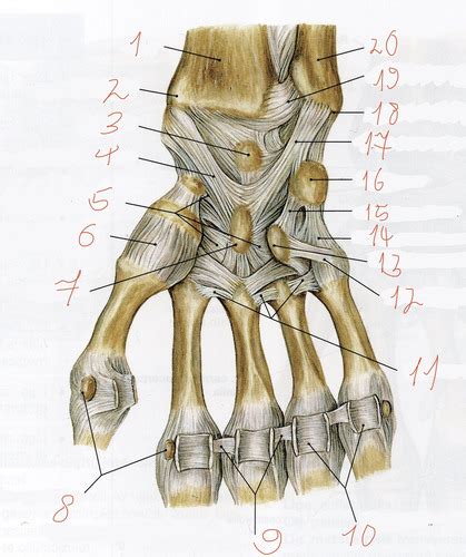 Articulationes Carpi Flashcards Quizlet