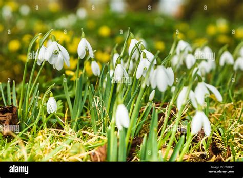 Rutland UK 28 Januar 2016 Winter Aconites und Schneeglöckchen