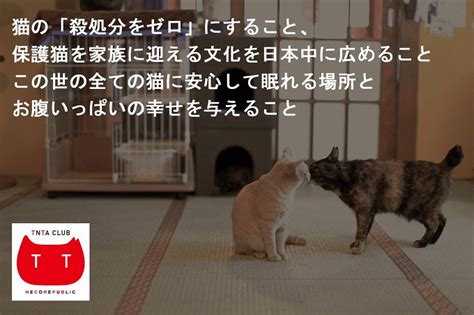 保健所に持ち込まれた猫たちを救う！ 市内に保護猫ボランティア育成施設を作り、猫を救う人材を育成し、殺処分ゼロを目指す！｜ふるさと納税の