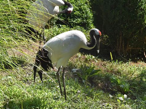 Grus Japonensis Red Crowned Crane In Catoctin Wildlife Preserve And Zoo