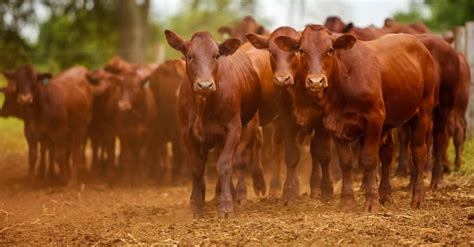 What Is The Meaning Of Red Heifers In Bible Prophecy