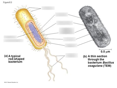 Prokaryotic Chromosome Structure