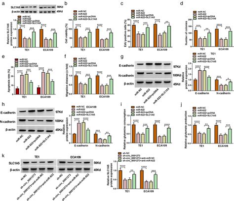 Slc1a5 Overexpression Reversed The Effects Of Mir‐622 Enrichment In Download Scientific