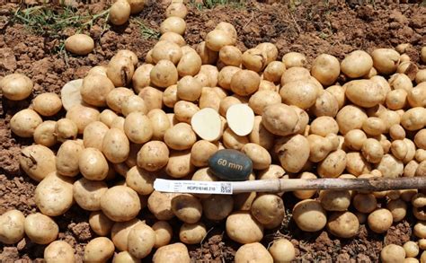 Hzpc And Cip Develop An Early Maturing Potato Variety Suitable For Vietnam Hcip210 Potatopro