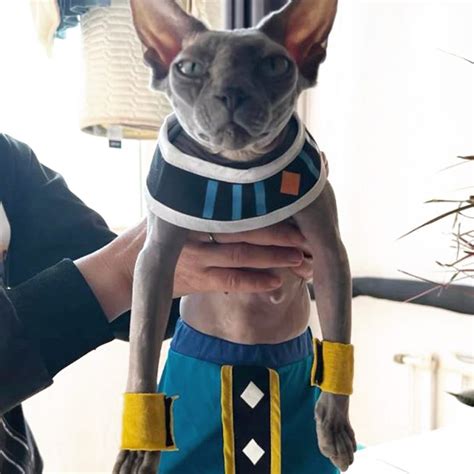 Dragon Ball Z Beerus Cat Costume - Shut Up And Take My Yen