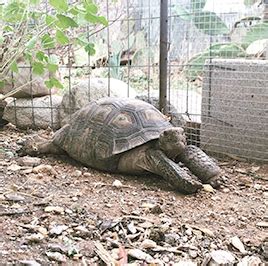 Sonoran Desert Tortoise Facts and Pictures