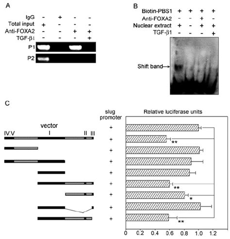 FOXA2 Binds To PBS1 In Slug Promoter And Suppress Slug Transcription