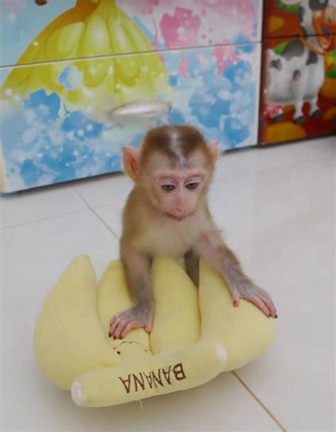 Macaques Monkey General Monkeys For Adoption