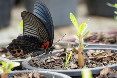 La Imagen De Una Limpieza De La Garza De Gran Azul Empluma Imagen De