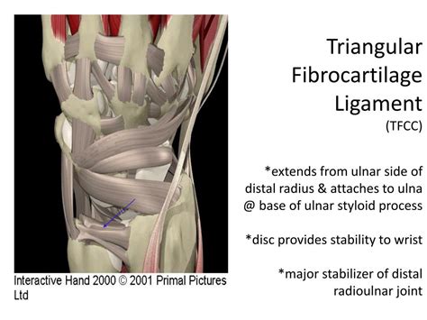 Ppt Wrist Hand And Fingers Powerpoint Presentation Free Download Id 3106822