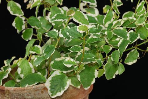 Kletterfeige Ficus Pumila