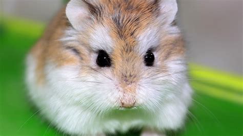 Hamster De Roborovski Caractère Prix Nourriture Ce Quil Faut Savoir