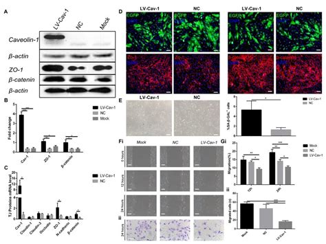 Overexpression Of Caveolin 1 Induced ARPE 19 Cell Senescence And