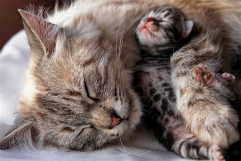 Do cats really kill babies by sucking away their breath? | Live Science