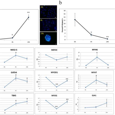 Calcium Transient Properties Of Amt A Representative Spontaneous Download Scientific Diagram