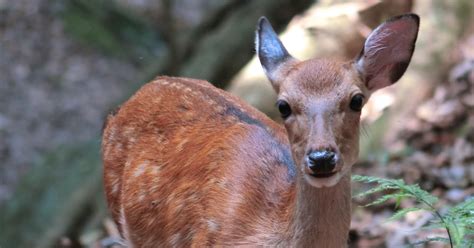 Declining deer population likely due to natural regulation | Hokkaido ...