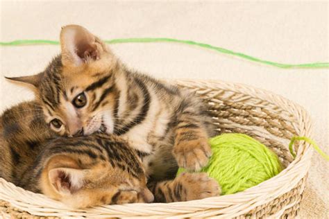 Tips For Taking Care Of Your Bengal Kittens During Winter Season