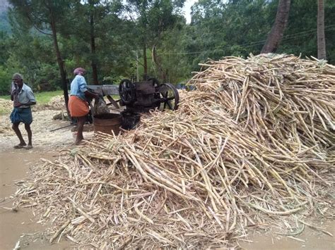 From Sugarcane To Sweet Delight The Art Of Jaggery Making