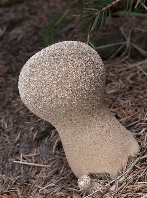 Lycoperdon Excipuliforme P Chavka Palicovit