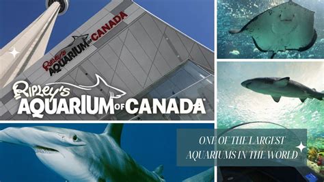 Ripleys Aquarium Of Canada Full Tour 4K One Of The Largest Aquariums