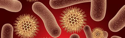 Diagrama Para Microbiologia Geral Bacteriologia Estrutura