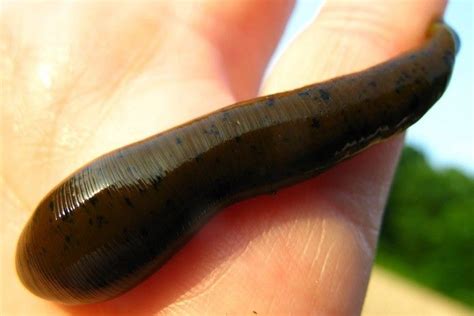 Discouraging Leeches From Beach Area Leech The Cure Beach