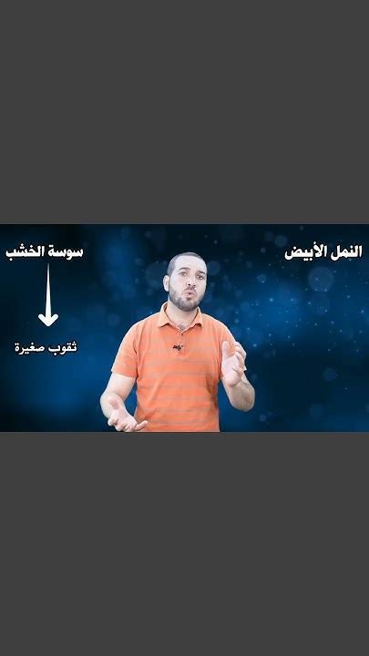 الفرق بين سوسة الخشب والنمل الأبيض سوسةالخشب النملالأبيض بقالفراش