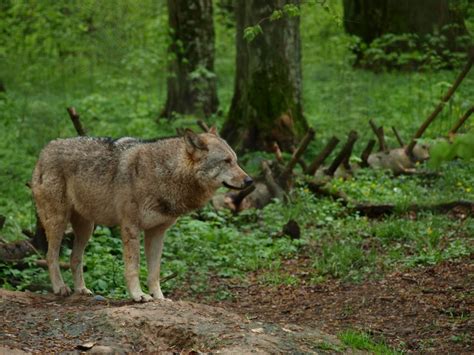 Zdj Cia Bia Owieski Park Narodowy Wilk Polska