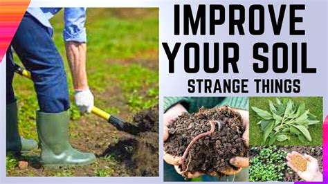 Strange Things That Will Improve Your Soil How To Improve Soil