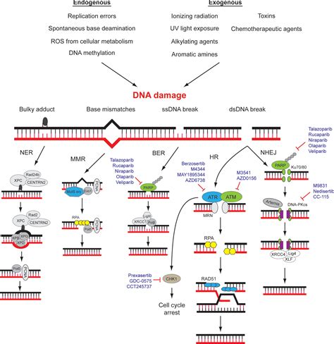 Frontiers Targeting DNA Damage Response Pathway In Ovarian Clear Cell