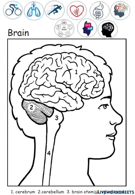 Functions Of The Brain Worksheet Live Worksheets Worksheets Library