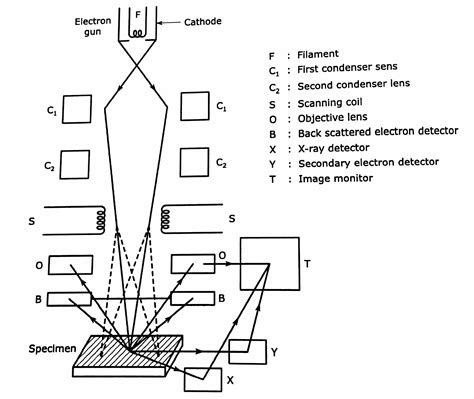 Scanning Electron Microscope Ray Diagram