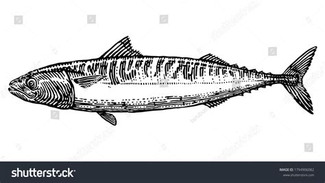 Mackerel Fish Vector Engraving Hand Drawn Stock Vector Royalty Free