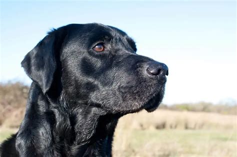 Are Labradors Good Guard Dogs