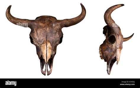 Bison skull hi-res stock photography and images - Alamy