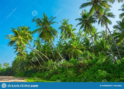 Tropical Coconut Palm Trees On Empty Remote Island Beach Stock Image