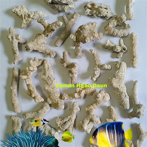 Jual Batu Karang Laut Hiasan Aquarium Batu Karang Jahe Harga Satuan