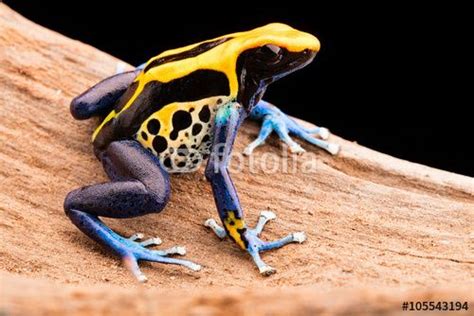 Poison Dart Frog Dendrobates Tinctorius Poster Affiche Acheter Le