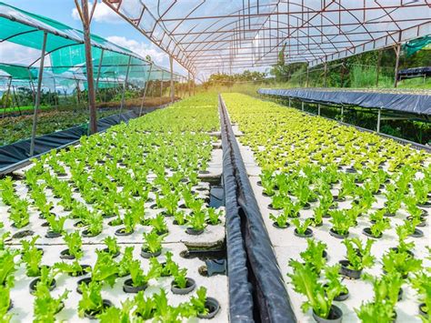 Global Hydroponics Market Size Trend Report 2022 Forecast 2032